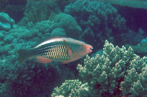 parrot fish diet|Five fascinating facts about parrotfish .